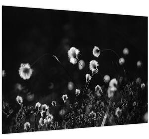 Obraz - Lúka s cottongrass N⁰1 (70x50 cm)