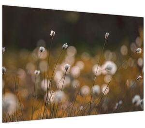 Obraz - Lúka s cottongrass N⁰2 (90x60 cm)