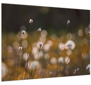 Obraz - Lúka s cottongrass N⁰2 (70x50 cm)