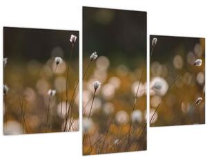 Obraz - Lúka s cottongrass N⁰2 (90x60 cm)