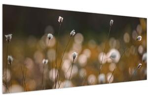 Obraz - Lúka s cottongrass N⁰2 (120x50 cm)
