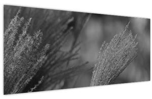 Obraz - Sušená pampová tráva (120x50 cm)