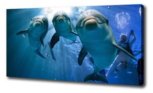 Foto obraz canvas Tri delfíny oc-119968160