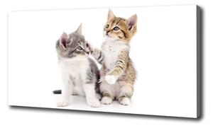 Foto obraz canvas Dve malé mačky oc-120060855