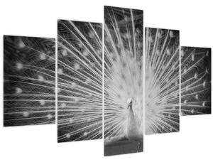 Obraz - Biely páv (150x105 cm)
