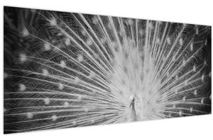 Obraz - Biely páv (120x50 cm)