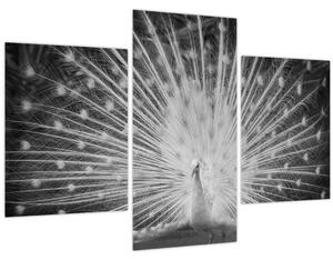Obraz - Biely páv (90x60 cm)