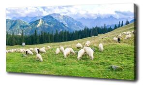 Foto obraz na plátne Ovce v Tatrách oc-121151461