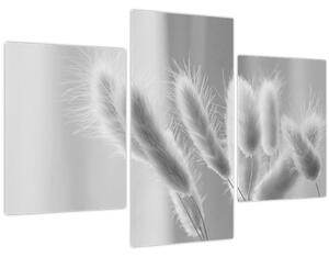 Obraz - Bunny tail grass (90x60 cm)