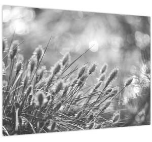 Obraz - Béžová soft grass N⁰1 (70x50 cm)