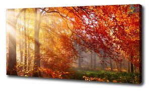Foto obraz na plátne Jesenný les oc-122248477