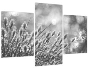 Obraz - Béžová soft grass N⁰1 (90x60 cm)