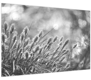 Obraz - Béžová soft grass N⁰1 (90x60 cm)