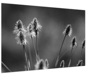 Obraz - Béžová soft grass N⁰2 (90x60 cm)