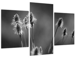 Obraz - Béžová soft grass N⁰2 (90x60 cm)