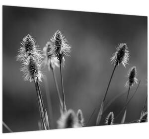 Obraz - Béžová soft grass N⁰2 (70x50 cm)