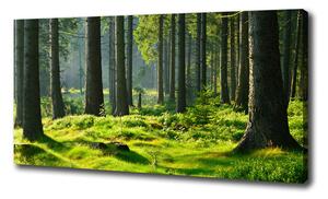 Foto obraz canvas Smrekový les oc-124579847