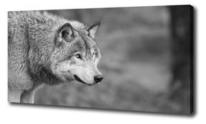 Foto obraz canvas Sivý vlk oc-125421387