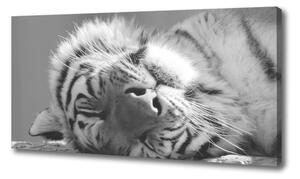 Foto obraz canvas Spiaci tiger oc-125000206