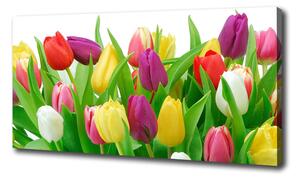 Moderný obraz canvas na ráme Farebné tulipány