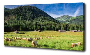 Foto obraz na plátne Ovce v Tatrách oc-127508967