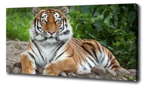 Foto obraz na plátne Tiger ussurijský oc-129133169