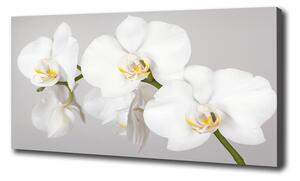 Foto obraz canvas Orchidea oc-133396361