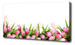 Foto obraz canvas Ružové tulipány oc-138798865