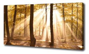 Foto obraz na plátne Jesenný les oc-140215873