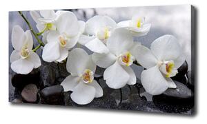 Foto obraz na plátne Orchidea oc-143985624