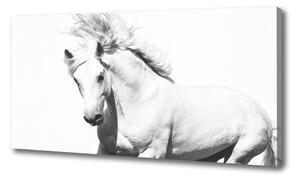 Moderný obraz canvas na ráme Biely kôň oc-14270832