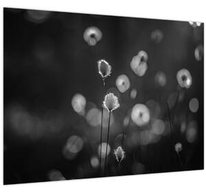 Obraz - Cottongrass na lúke (70x50 cm)