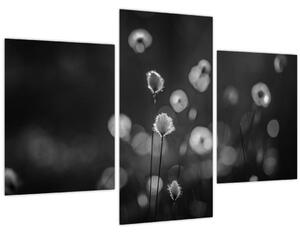 Obraz - Cottongrass na lúke (90x60 cm)