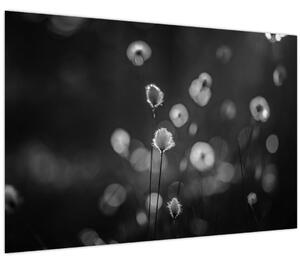 Obraz - Cottongrass na lúke (90x60 cm)