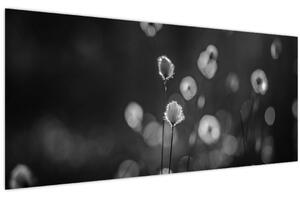 Obraz - Cottongrass na lúke (120x50 cm)