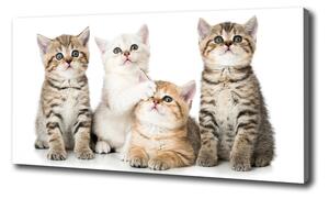 Foto obraz canvas Malé mačky oc-162169974