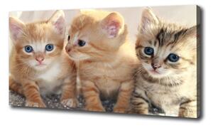 Foto obraz na plátne Malé mačky oc-159538391