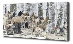 Moderný obraz canvas na ráme Vlci a zima oc-171243935