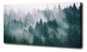 Foto obraz na plátne Hmla nad lesom oc-167720092
