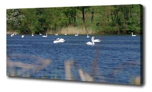 Foto obraz na plátne Biele labute oc-203819741