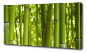 Foto obraz na plátne Bambus oc-24255297