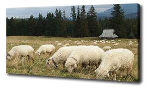 Foto obraz na plátne Pasiace sa ovce oc-197671747