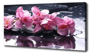 Foto obraz na plátne do obývačky Ružová orchidea