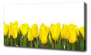 Foto obraz na plátne Žlté tulipány oc-2665979