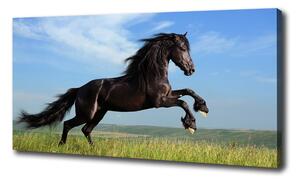 Moderný fotoobraz canvas na ráme Čierny kôň na lúke