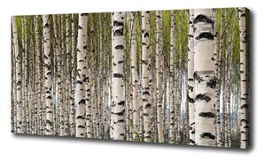 Moderný fotoobraz canvas na ráme Brezový les oc-31867188