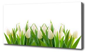 Foto obraz na plátne Biele tulipány oc-30153186