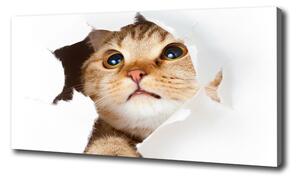 Moderný fotoobraz canvas na ráme Mačka v diere