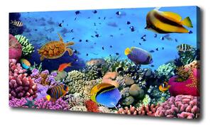 Foto obraz na plátne Koralový útes oc-35544351