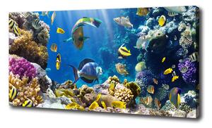 Foto obraz na plátne Koralový útes oc-36026012